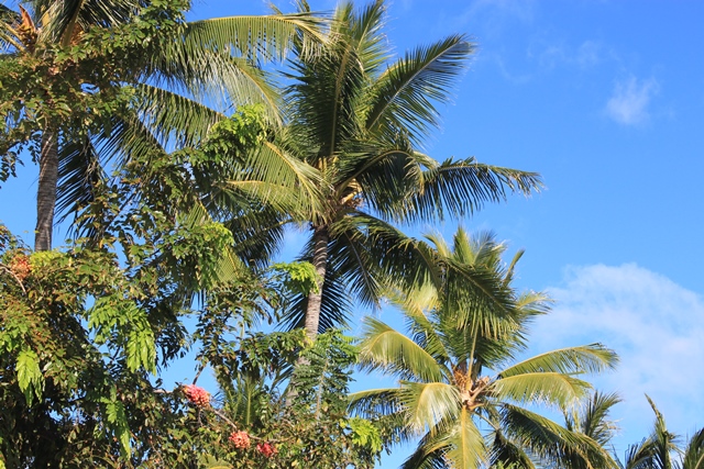 Photograph of Hawaiian Palm Trees